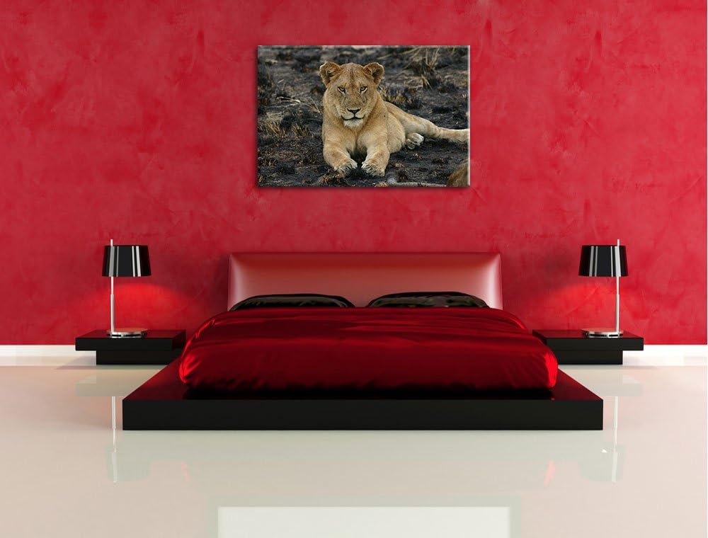Löwin ruht auf Boden Leinwand, XXL riesige Bilder fertig gerahmt mit Keilrahmen, Kunstdruck auf Wand