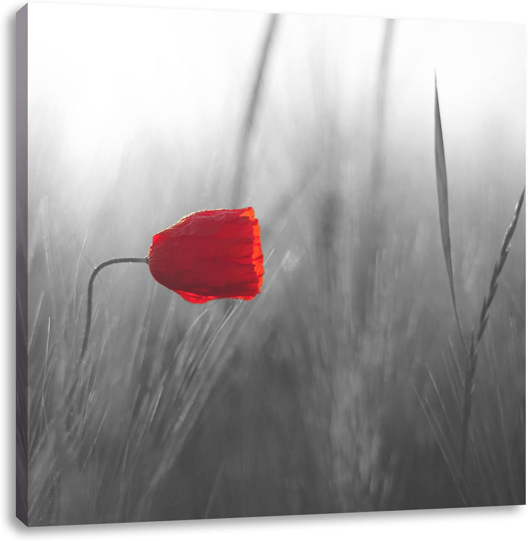 Pixxprint Einzelne rote Rose im Sonnenlicht als Leinwandbild Quadratisch| Grösse: 70x70 | Wandbild|