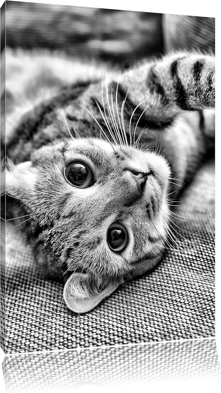 Pixxprint Monocrome, Süsses Kätzchen spielt, Format: 100x70 auf Leinwand, 100x70
