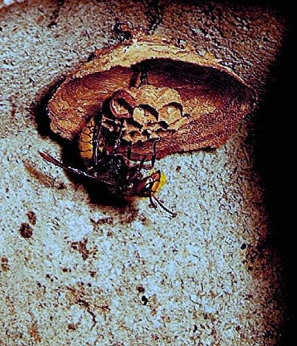 Schwegler - Hornissen Starter-Höhle