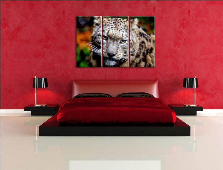 eleganter Schneeleopard Spezial 3-Teiler Leinwandbild 120x80 Bild auf Leinwand, XXL riesige Bilder f