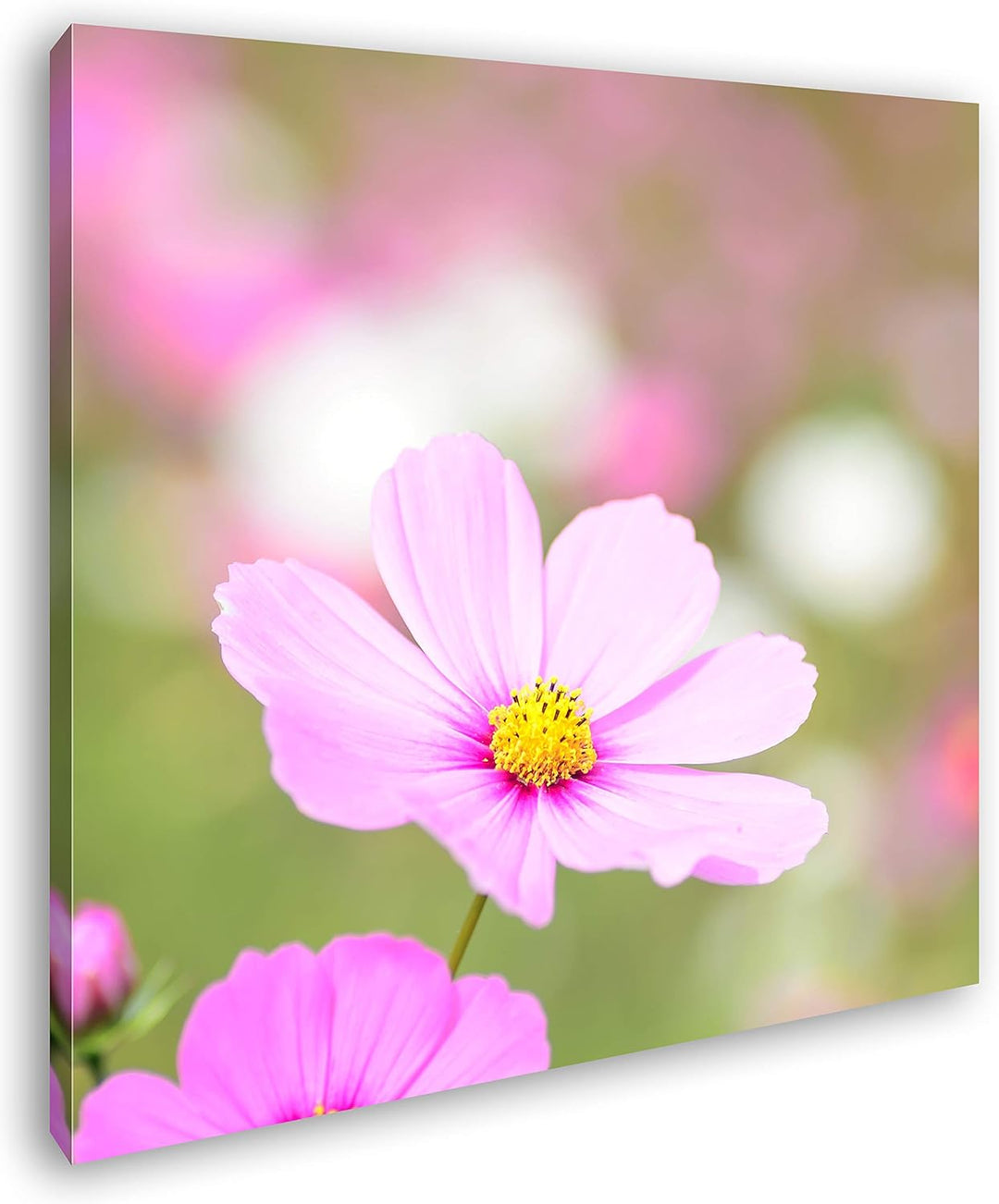 deyoli rosafarbenes Blumenmeer Format: 70x70 als Leinwandbild, Motiv fertig gerahmt auf Echtholzrahm
