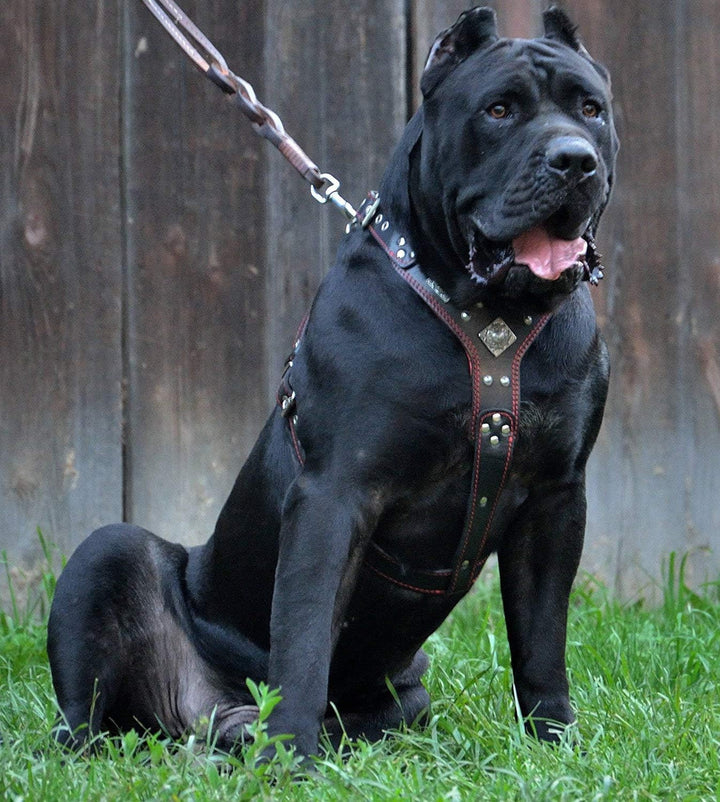 Bestia |EROS| Leder Brustgeschirr für grosse Hunde. Bis 145 cm Brustumfang. 100% Leder. Handgefertig