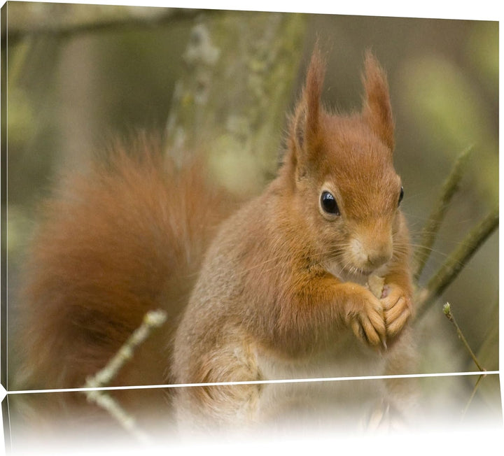 Kleines Eichhörnchen, Format: 100x70 auf Leinwand, XXL riesige Bilder fertig gerahmt mit Keilrahmen,