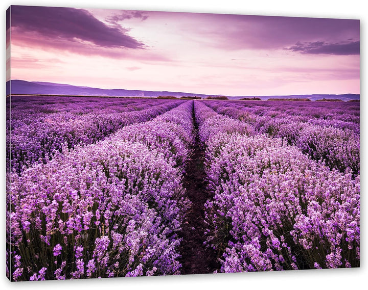 Pixxprint blühendes Lavendelfeld als Leinwandbild | Grösse: 100x70 cm | Wandbild | Kunstdruck | fert