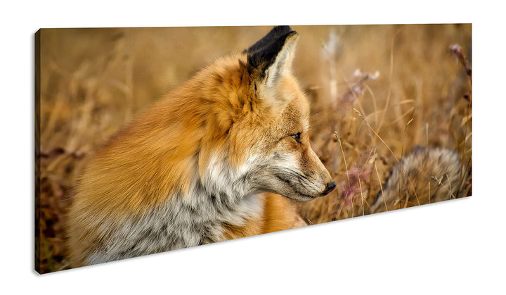 Kleiner Fuchs im Getreidefeld Panorama 80x40 cm als Leinwandbild, Motiv fertig gerahmt auf Echtholzr