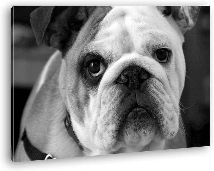 deyoli Englische Bulldogge Effekt: Schwarz/Weiss im Format: 80x60 als Leinwandbild, Motiv fertig ger