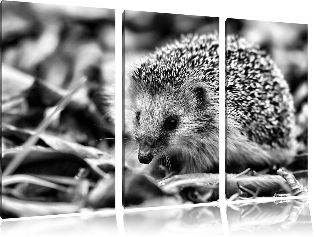 Pixxprint Kleiner Igel als Leinwandbild/Grösse: 3 Teilig (120x80 cm) cm/Wandbild/Kunstdruck/fertig b