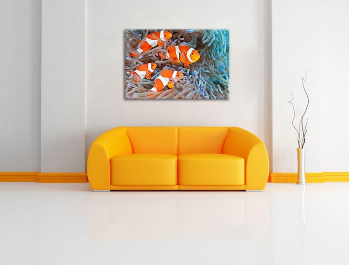 Clownsfische in Anemone Format: 100x70 auf Leinwand, XXL riesige Bilder fertig gerahmt mit Keilrahme