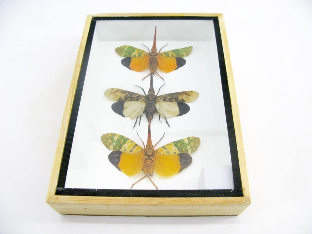 Echte exotische riesige Käfer, Insekten und Krabbler im Schaukasten - Insekten - Taxidermie (3x Pyro