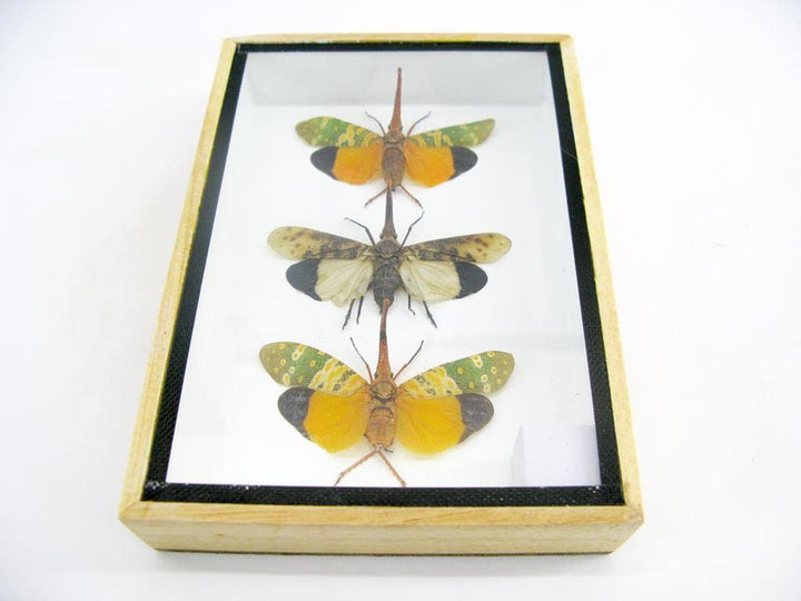 Echte exotische riesige Käfer, Insekten und Krabbler im Schaukasten - Insekten - Taxidermie (3x Pyro