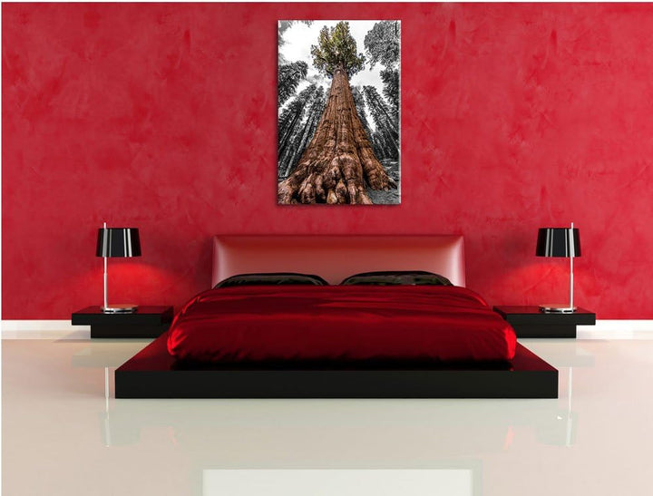 Wald Riesenbaum Regenwald Nebel schwarz/weiss Format: 100x70 auf Leinwand, XXL riesige Bilder fertig