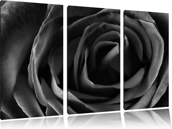 Pixxprint Rote Rose als Leinwandbild/Grösse: 3 Teilig (120x80) cm/Wandbild/Kunstdruck/fertig bespann