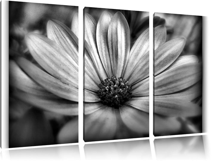 Pixxprint aussergewöhnliche Blume / 3-Teilig/Gesamtmass 120cm Leinwandbild bespannt auf Holzrahmen/W
