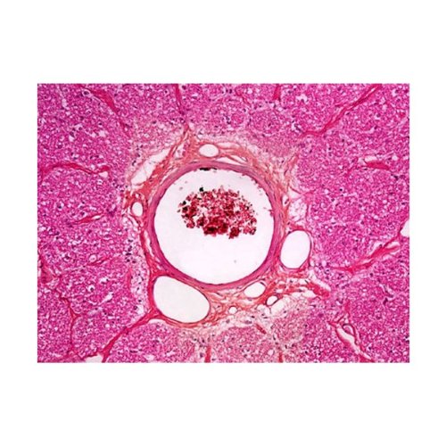 AmScope PS100A Vorbereitetes Objektträger-Set für die Daturwissenschaftliche Grundausbildung, 100 Ob