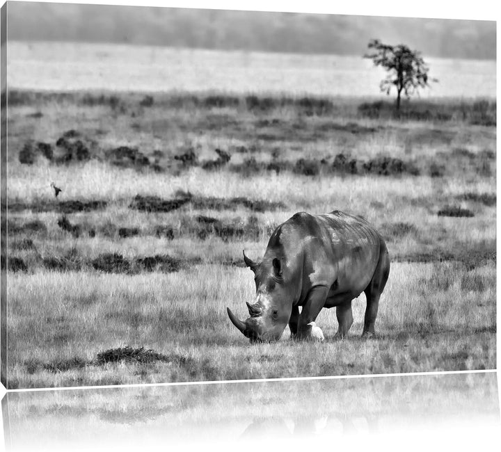 Pixxprint grosses Nashorn beim Fressen / 100x70cm Leinwandbild bespannt auf Holzrahmen/Wandbild Kuns
