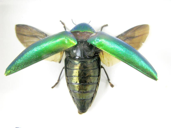 Echte exotische riesige Käfer, Insekten und Krabbler im Schaukasten - Insekten - Taxidermie (3 Stern