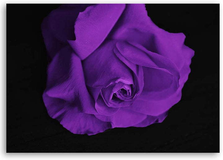 Feeby Leinwandbild Rose Bild Kunstdruck für Wohnzimmer Violett 70x50 cm M14574 70x50 cm, M14574 70x5