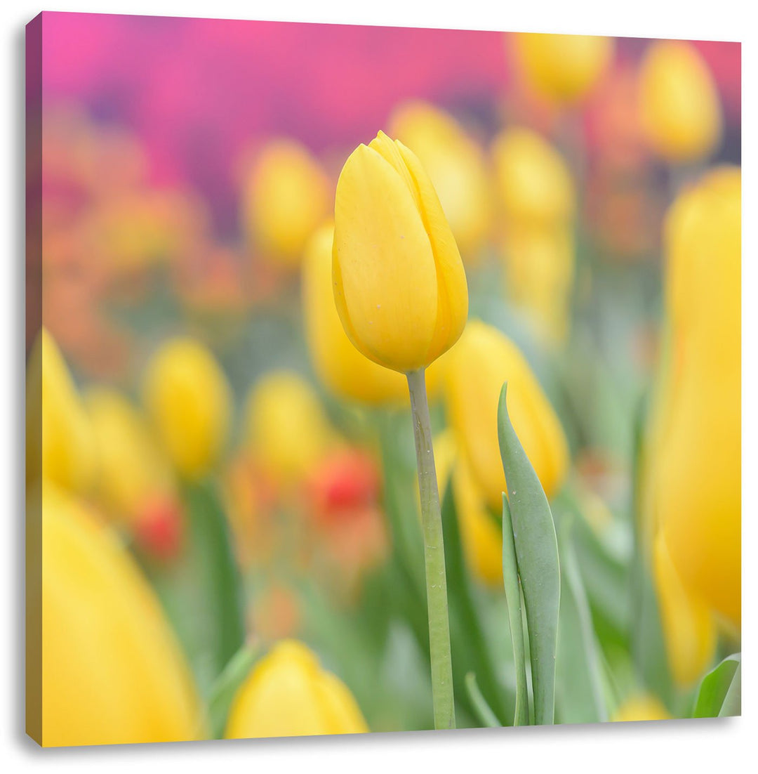Gelbe Tulpen im Frühling, Format: 70x70 auf Leinwand, XXL riesige Bilder fertig gerahmt mit Keilrahm