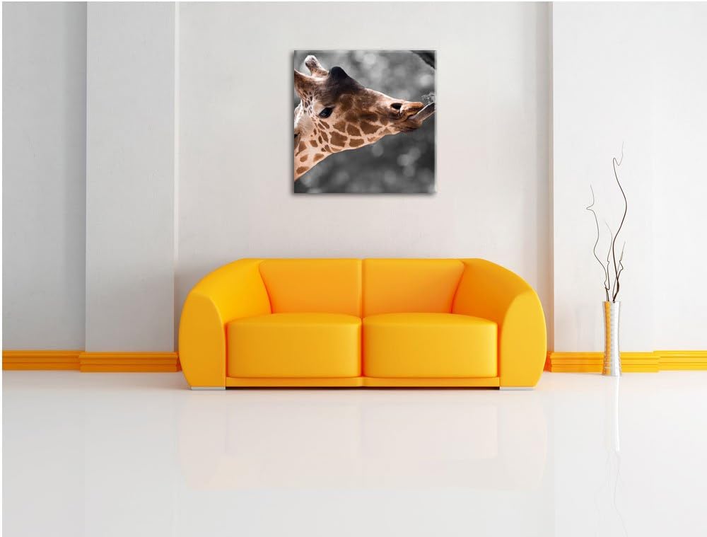 Pixxprint Hungrige Giraffe mit Zweig schwarz/weiss, Format: 70x70 auf Leinwand, 70x70