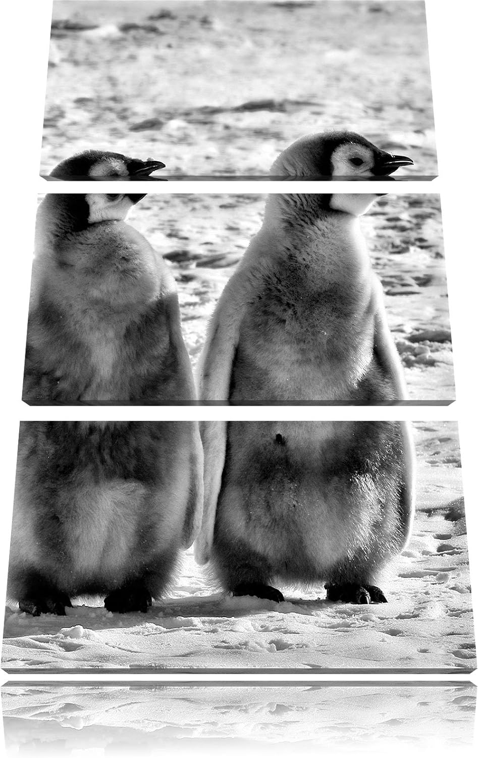 Pixxprint Monocrome, Vier Kaiserpinguin-Küken 3-Teiler Leinwandbild 120x80 Bild auf Leinwand