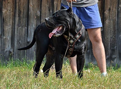 Bestia |EROS| Leder Brustgeschirr für grosse Hunde. Bis 145 cm Brustumfang. 100% Leder. Handgefertig