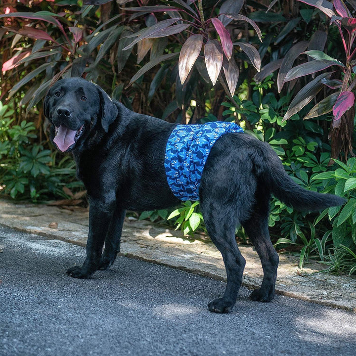 CuteBone Männlich Waschbare Hundewindeln Bauchbänder,3 Stück Wiederverwendbare hund bauchband für Rü