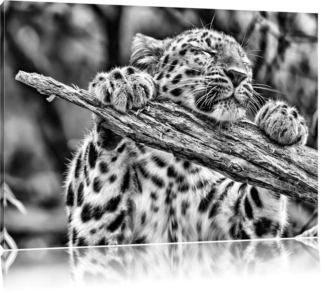 Pixxprint verspielter Leopard / 100x70cm Leinwandbild bespannt auf Holzrahmen/Wandbild Kunstdruck De