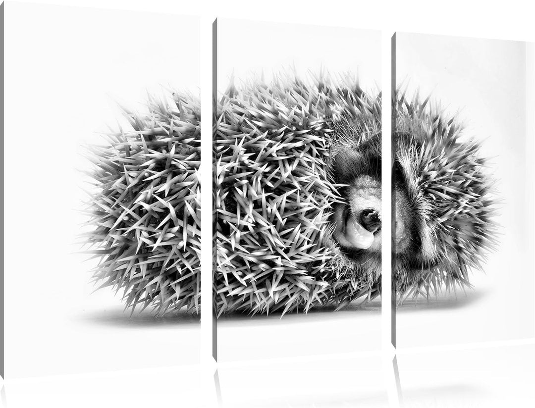 Pixxprint Kleiner niedlicher Baby Igel als Leinwandbild/Grösse: 3 Teilig (120x80) cm/Wandbild/Kunstd