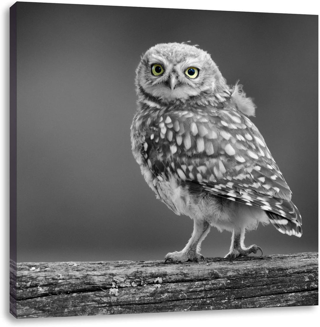 Pixxprint süsse Eule auf AST schwarz/weiss, Format: 70x70 auf Leinwand, 70x70