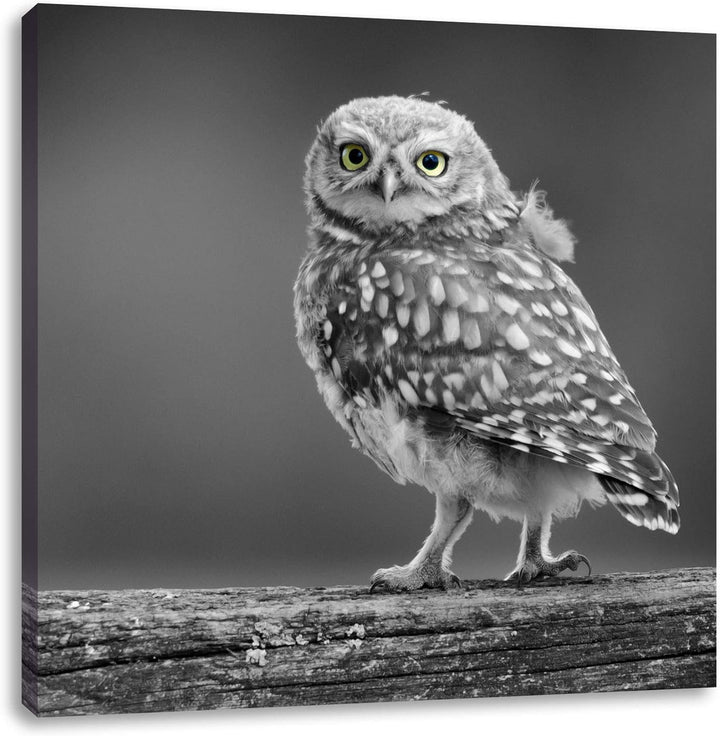 Pixxprint süsse Eule auf AST schwarz/weiss, Format: 70x70 auf Leinwand, 70x70