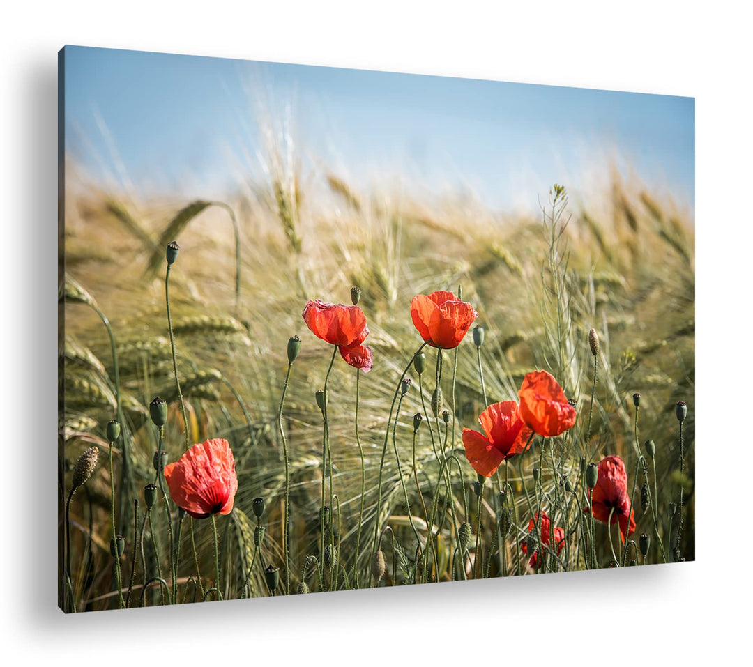 deyoli zarte Mohnblumen im Getreidefeld Format: 60x40 als Leinwand, Motiv fertig gerahmt auf Echthol