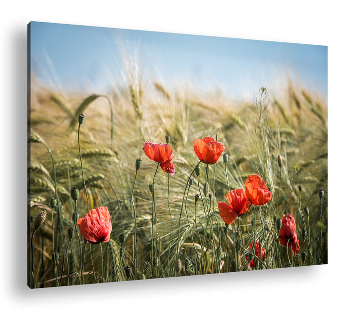 deyoli zarte Mohnblumen im Getreidefeld Format: 60x40 als Leinwand, Motiv fertig gerahmt auf Echthol