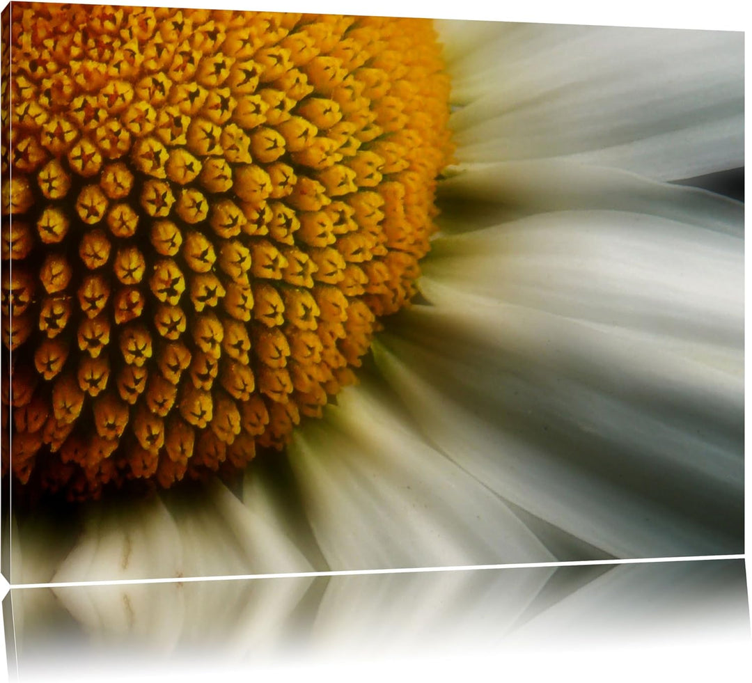 Pixxprint anmutige Margerite auf Leinwand, XXL riesige Bilder fertig gerahmt mit Keilrahmen, Kunstdr