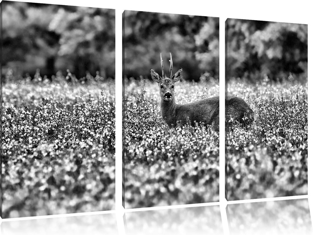 Pixxprint Monocrome, junger Hirsch auf Wildwiese 3-Teiler Leinwandbild 120x80 Bild auf Leinwand