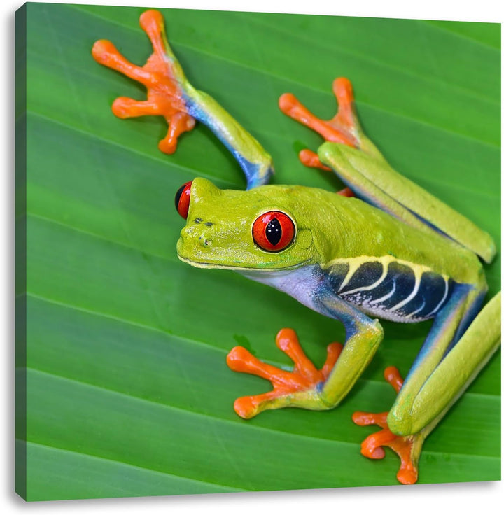 Pixxprint Kleiner grüner Frosch auf Blatt als Leinwandbild/Grösse: 70x70 cm/Wandbild/Kunstdruck/fert