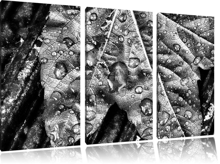 Pixxprint Regentropfen auf Blatt als Leinwandbild/Grösse: 3 Teilig (120x80) / Wandbild/Kunstdruck/fe