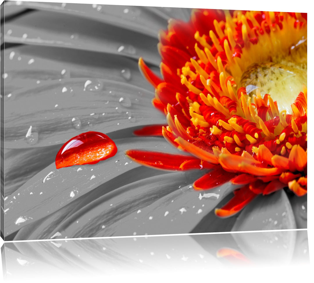 Wassertropfen auf Gerbera schwarz/weiss Format: 100x70 auf Leinwand, XXL riesige Bilder fertig gerah