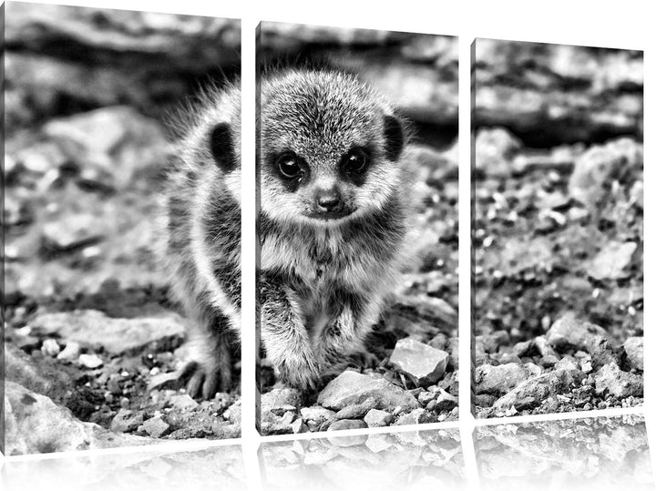 Pixxprint Erdmännchen zwischen Steinen als Leinwandbild/Grösse: 3 Teilig (120x80 cm) cm/Wandbild/Kun