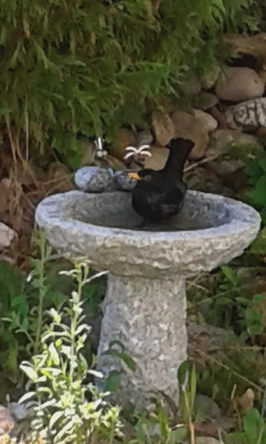 Gebrüder Lomprich Vogelbad aus Granit 10 cm hoch - Vogeltränke mit 2 Liter Fassungsvermögen auch für