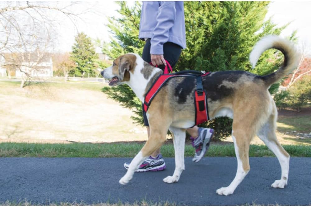 PetSafe EasySport Hundegeschirr, Komplett gepolstert mit elastischem Halsteil, Für Hunde von 29,5 kg