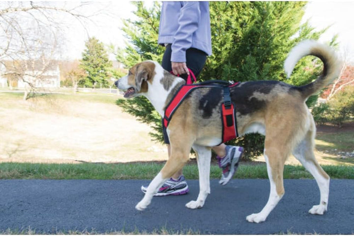 PetSafe EasySport Hundegeschirr, Komplett gepolstert mit elastischem Halsteil, Für Hunde von 29,5 kg