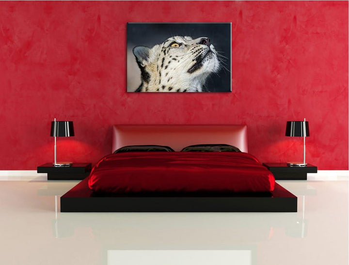 Pixxprint aufschauender Schneeleopard auf Leinwand, XXL riesige Bilder fertig gerahmt mit Keilrahmen