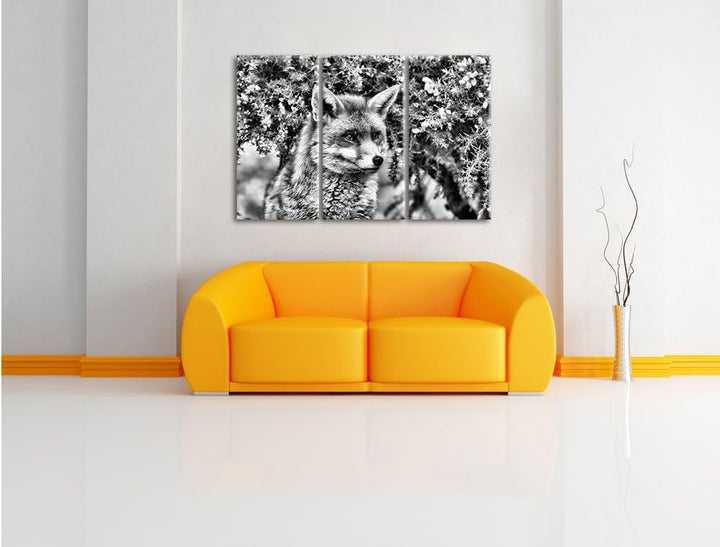 Pixxprint aufschauender Fuchs als Leinwandbild/Grösse: 3 Teilig (120x80) cm/Wandbild/Kunstdruck/fert