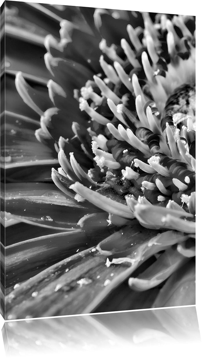 Pixxprint Monocrome, Gerbera mit Wassertropfen, Format: 100x70 auf Leinwand, riesige Bilder fertig g