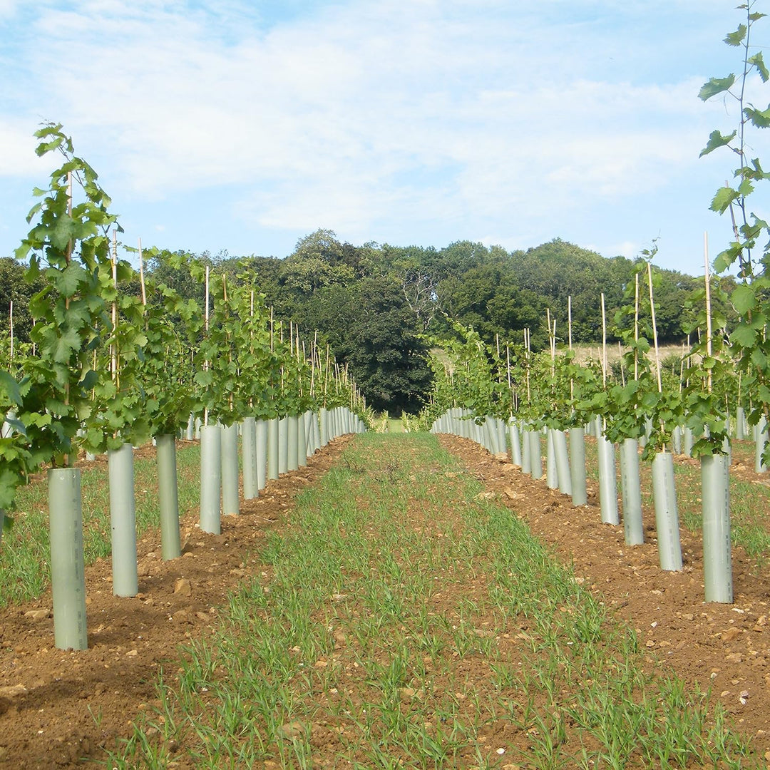Tubex Vine Original, Rebschutzröhre 60cm, Ø 90-110mm, grün, Rebschutz-/Wuchshülle für den Weinbau (6