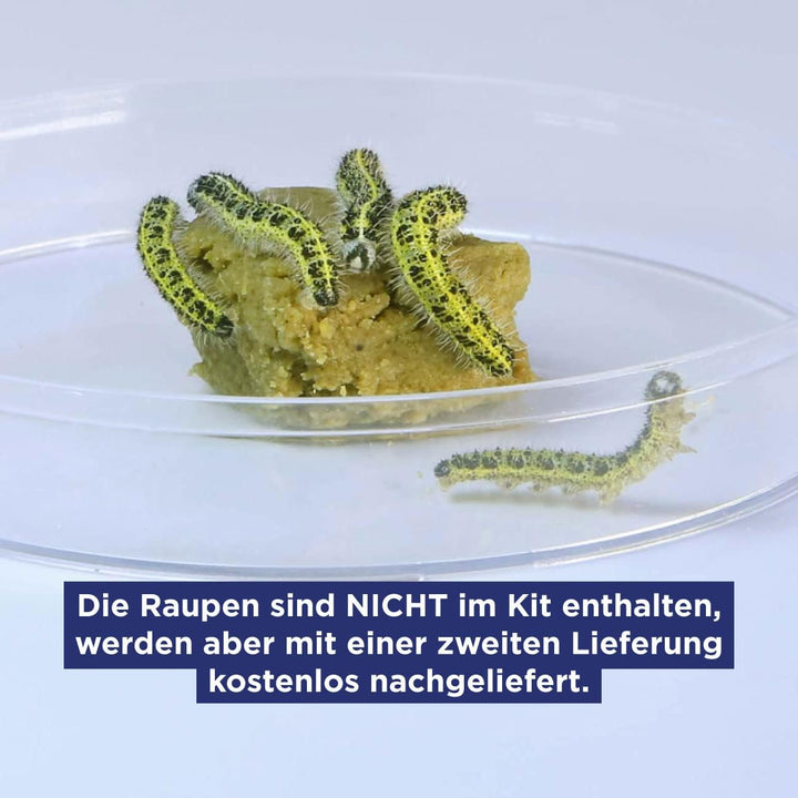ButterflyKit, das Kit für die Zucht von Schmetterlingen der Gattung 'Grosser Kohlweissling' für zu H