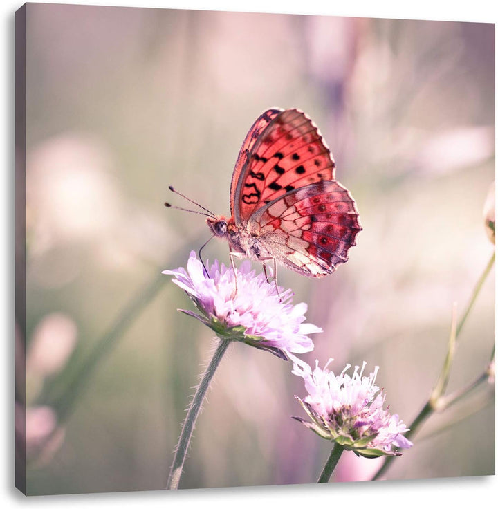 Bezaubernder Schmetterling, Format: 70x70 auf Leinwand, XXL riesige Bilder fertig gerahmt mit Keilra