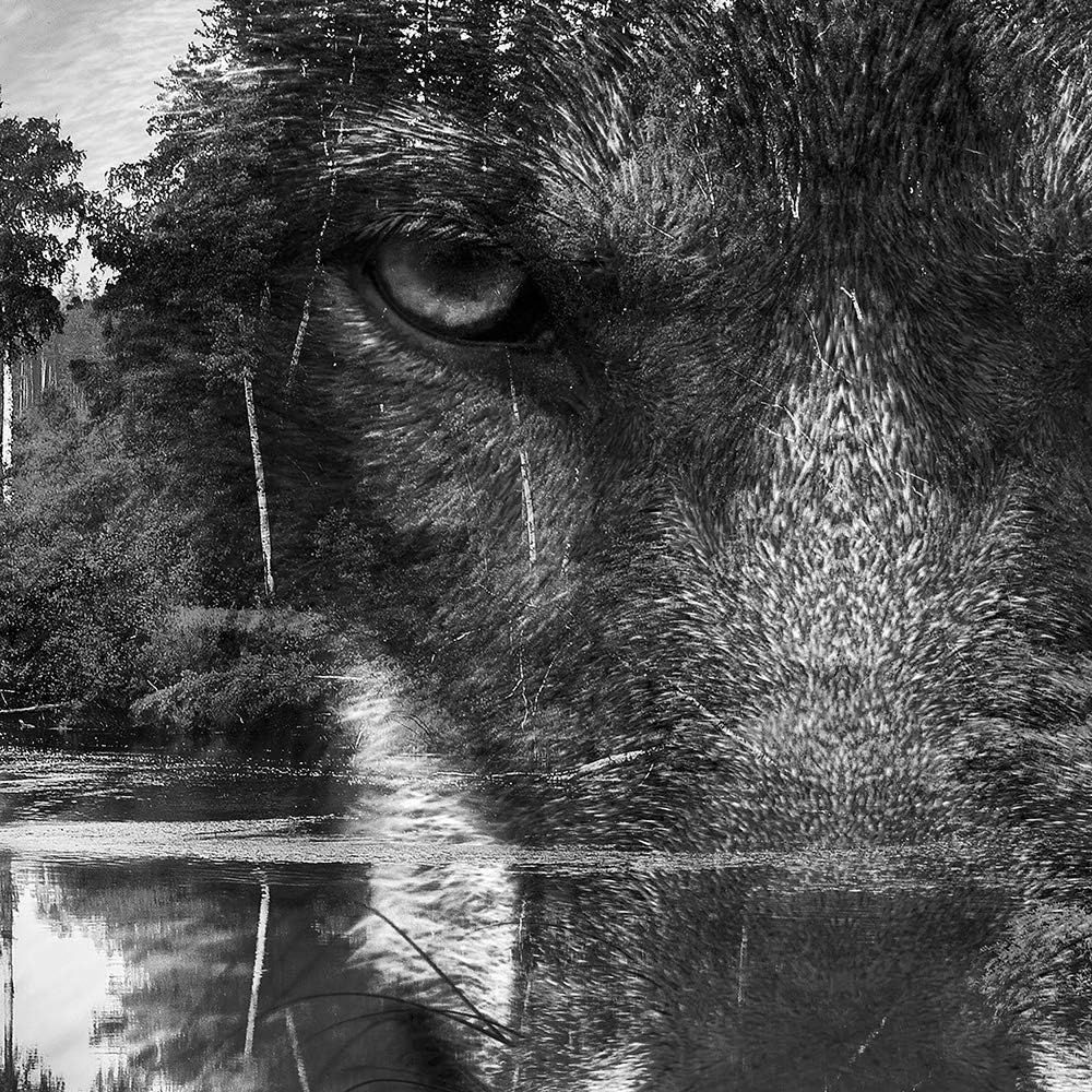 Feeby Bilder - Foto Geschenk - Fensterblick Wolf Tiere - 120x80 cm XXL 1tlg - Leinwandbilder Wohnzim