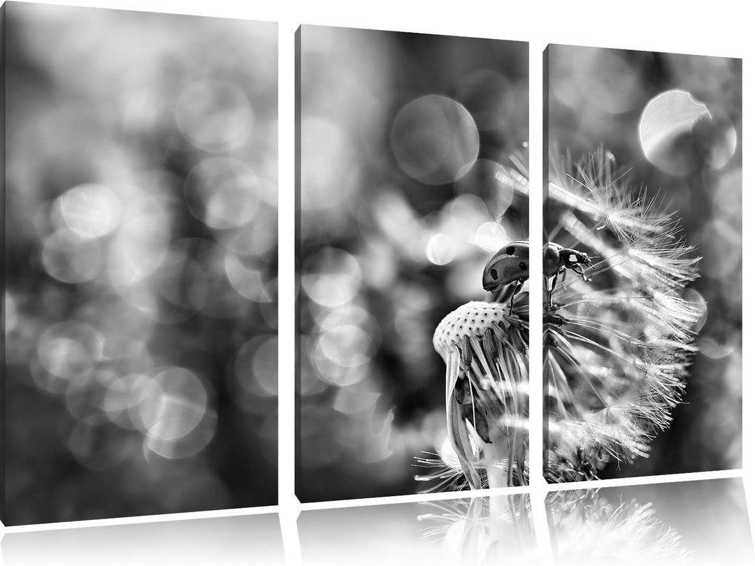Pixxprint Marienkäfer auf Pusteblume als Leinwandbild/Grösse: 3 Teilig (120x80) cm/Wandbild/Kunstdru